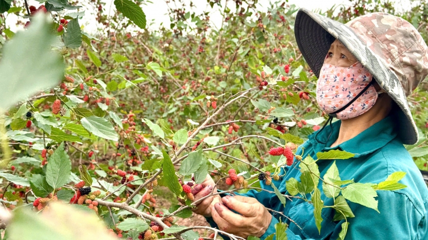 Từ cây làm hàng rào thành cây kinh tế ở ngoại thành Hà Nội