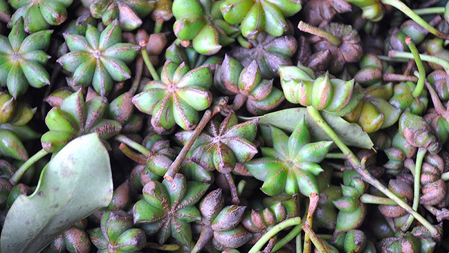 Xuất khẩu loài hoa quý, Việt Nam thu hàng trăm tỷ đồng