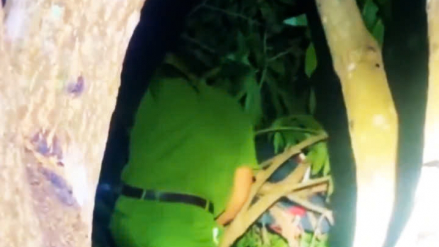 Bé trai 9 tuổi ngủ quên trên ngọn cây, cả làng đổ xô đi tìm