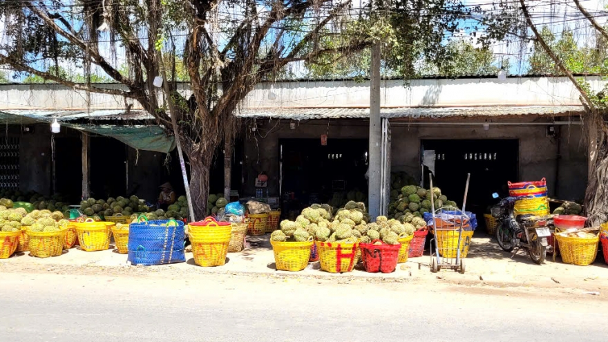 Trái sầu riêng đầu vụ rớt giá, nhà vườn Tiền Giang thua lỗ