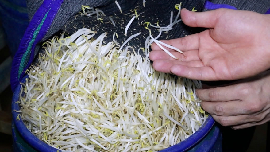 3.500 tấn giá đỗ ngâm hóa chất được sản xuất như thế nào?