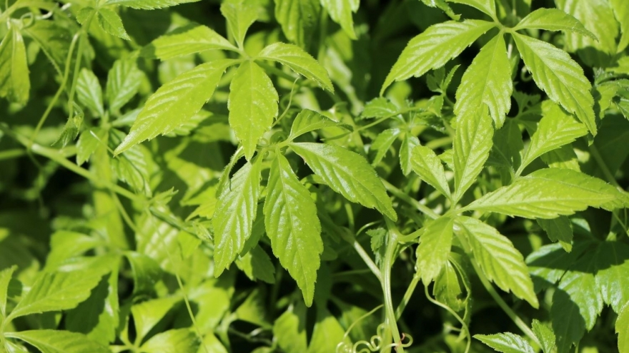 Loại cỏ "trường thọ" có nhiều ở Việt Nam, biết cách dùng cực tốt cho sức khỏe