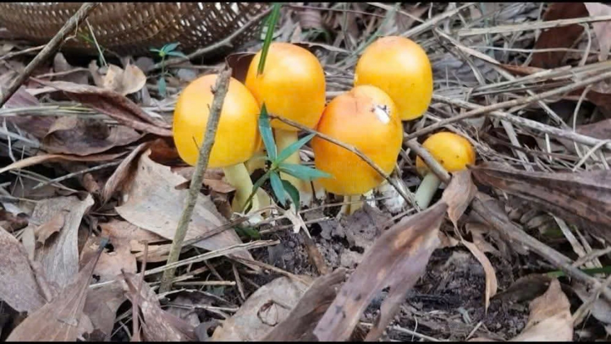 Bị ngộ độc khi ăn nấm lạ, nhiều người phải nhập viện cấp cứu gấp