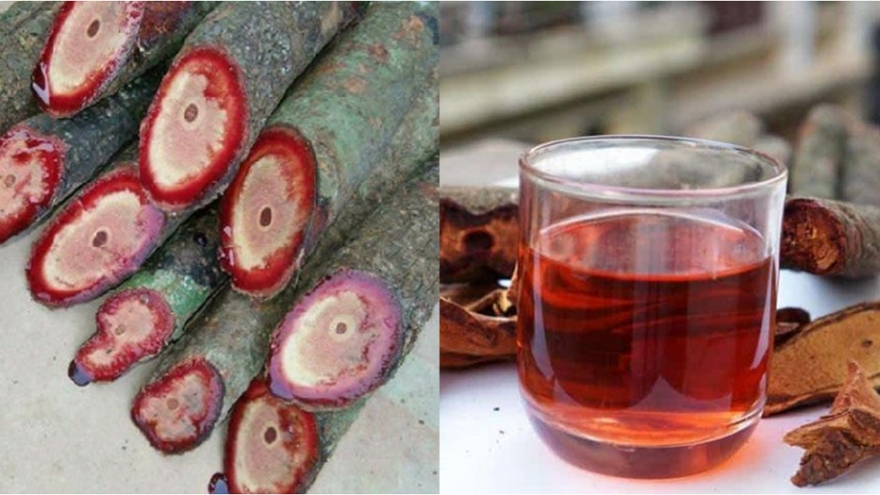 Việt Nam có loài cây biết “chảy máu”, là dược liệu quý nhưng ít người biết dùng