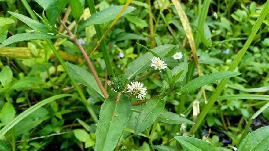 Việt Nam có vị thuốc quý cực tốt cho sức khỏe, không trồng vẫn mọc đầy vườn