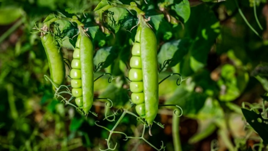 Loại quả được ví như “vàng xanh” cho sức khỏe, siêu bổ dưỡng lại không lo mỡ máu