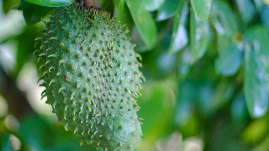 Loại quả đầy gai là "siêu trái cây" bổ chẳng kém nhân sâm, chợ Việt cực nhiều