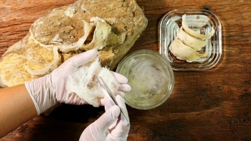 Cách phân biệt tổ yến giả và tổ yến thật tại nhà không phải ai cũng biết