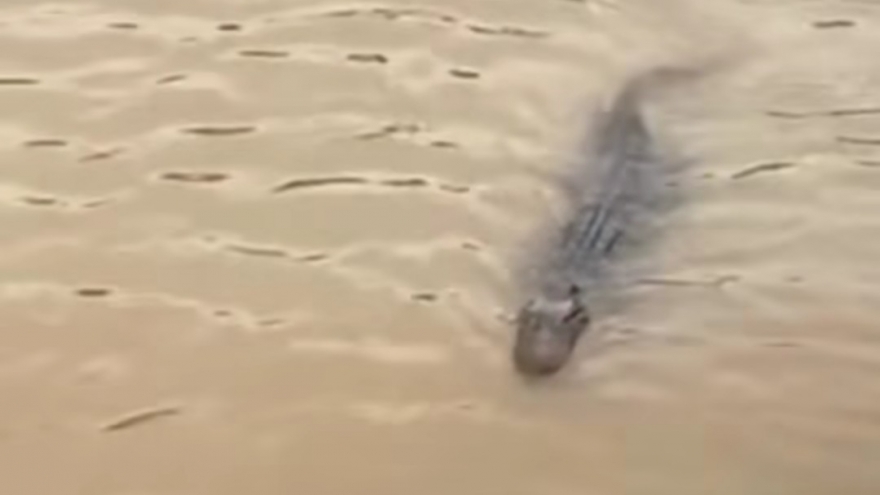 Phát hiện cá sấu nổi dưới kênh Rạch Tràm, Tiền Giang