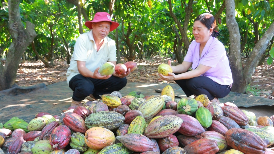 Đắk Lắk nắm bắt cơ hội phục hồi và phát triển ca cao