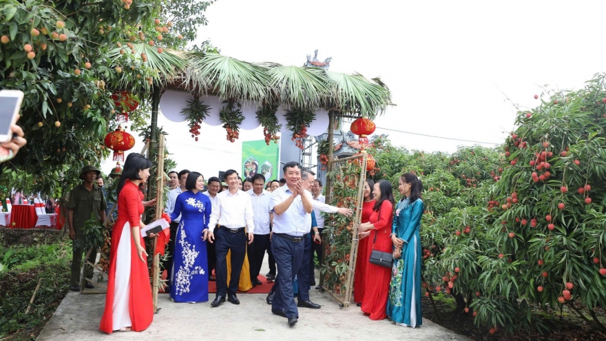 Hải Dương khai hội mùa vải chín, xuất khẩu lô vải thiều năm 2025