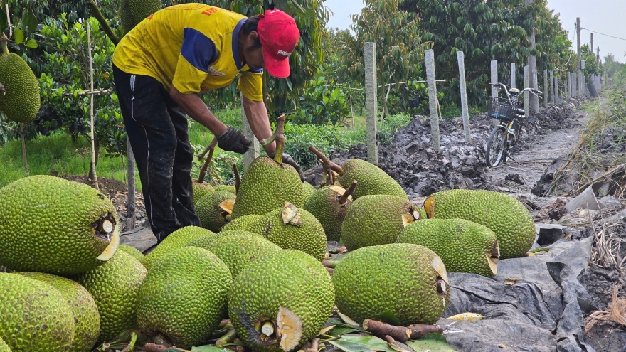 Trái mít dồn hàng, dội chợ, giá rớt thê thảm nhà vườn Tiền Giang kém vui