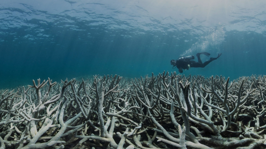 Hiện tượng nước biển ấm lên đe dọa hệ sinh thái đại dương ở Australia