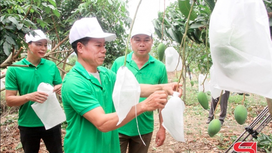 Mường La đưa cây ăn quả lên vùng đất dốc