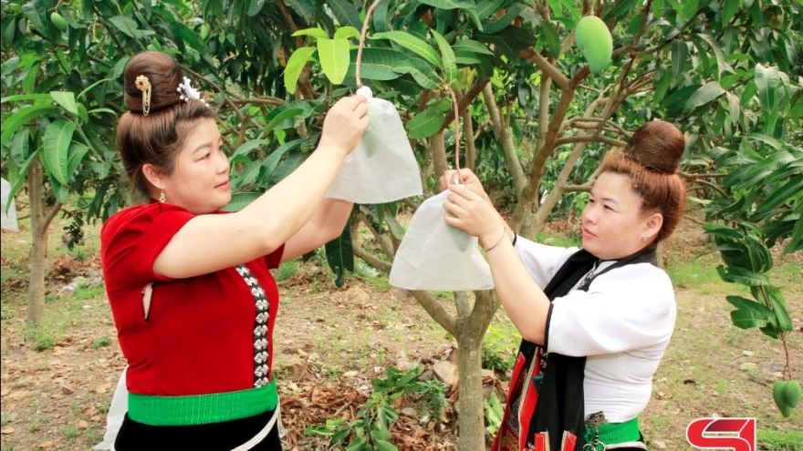 Chủ động phương án tiêu thụ, xuất khẩu nông sản