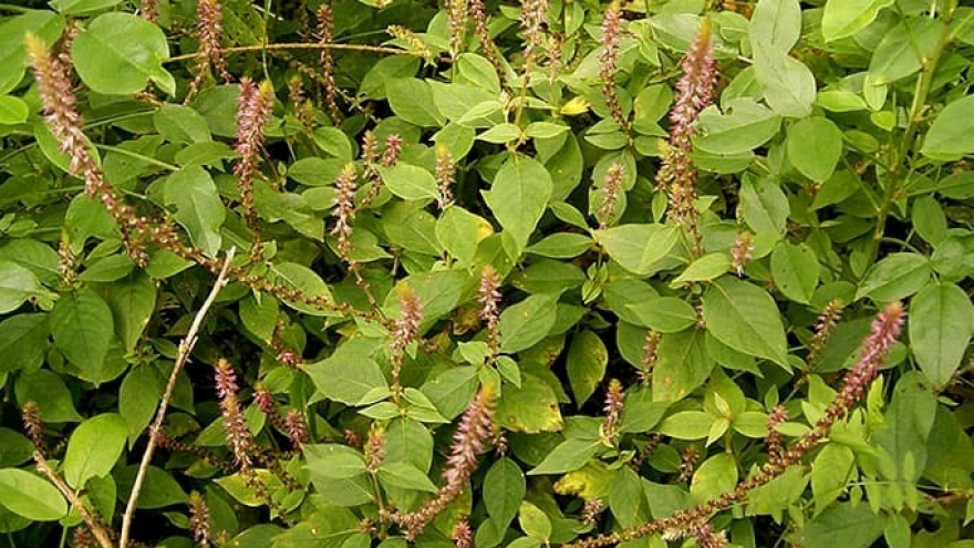 Cây thuốc quý mọc dại đầy đường ở Việt Nam, nhiều người lại chưa biết tận dụng