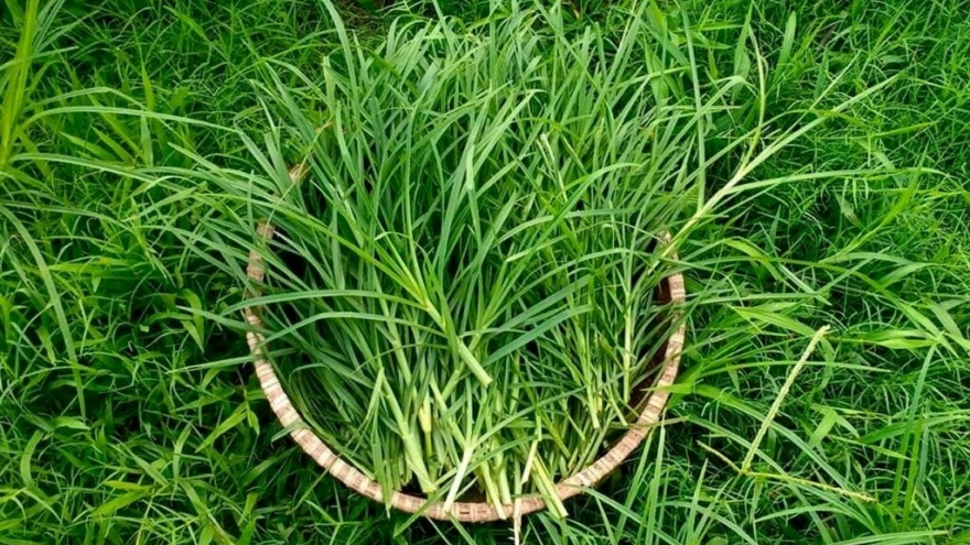 "Vị thuốc quý” không trồng vẫn mọc đầy vườn, nhiều người lại nhầm là cỏ dại