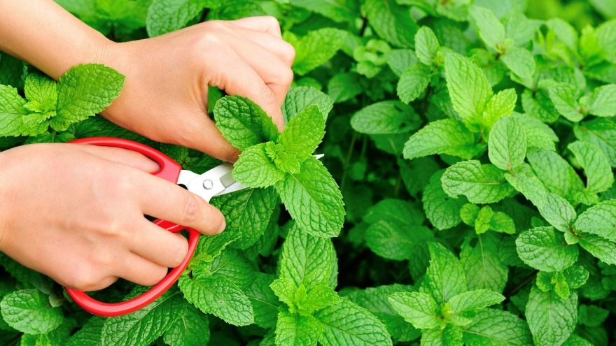 Loại rau gia vị "quen mặt" ở Việt Nam, ăn mỗi ngày bổ não lại ngừa nhiều bệnh