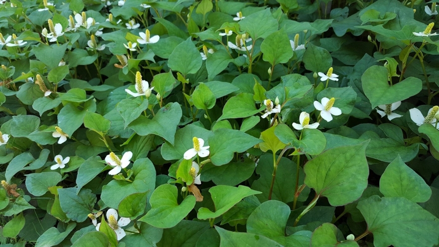 Loại rau Việt tanh ngòm nhiều người chê lại bổ dưỡng chẳng kém nhân sâm, tổ yến