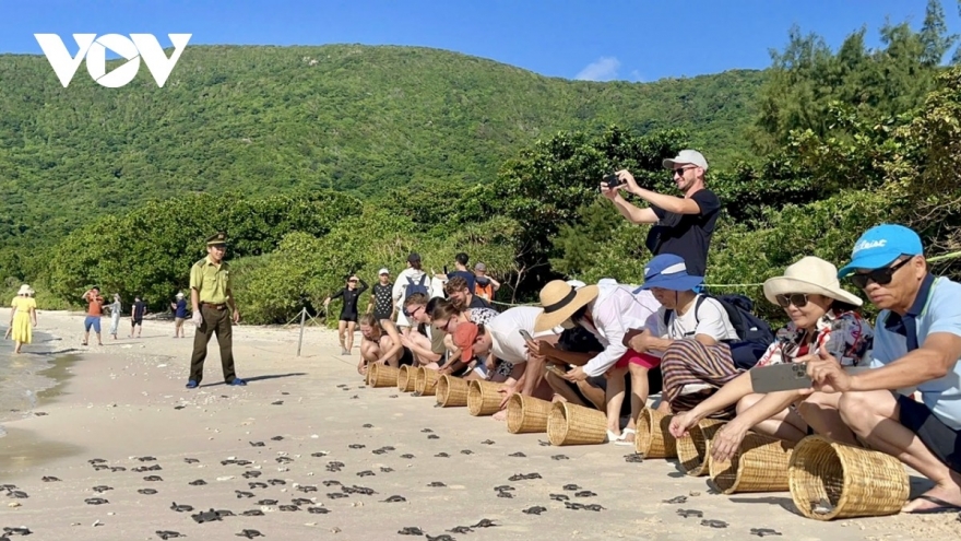 Trải nghiệm bảo tồn rùa tại Côn Đảo nhân Ngày Rùa thế giới