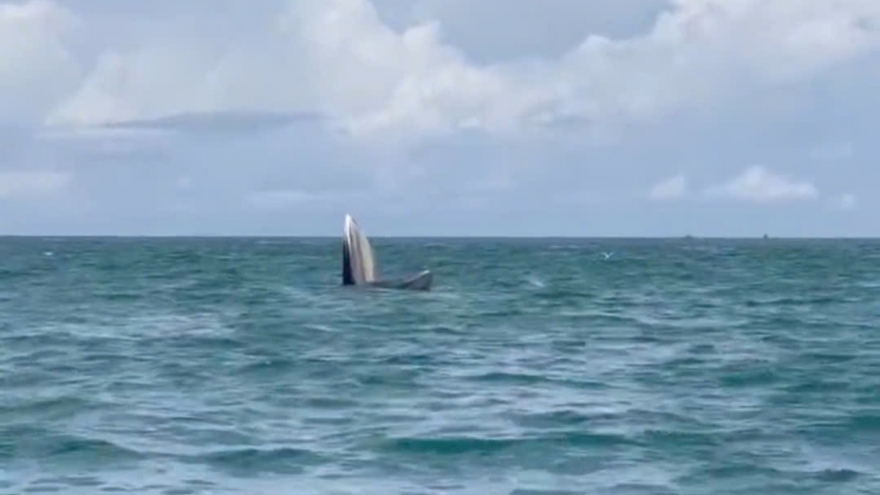 Cá Ông về biển Cổ Thạch, ngư dân Bình Thuận mừng vì "điềm lành"