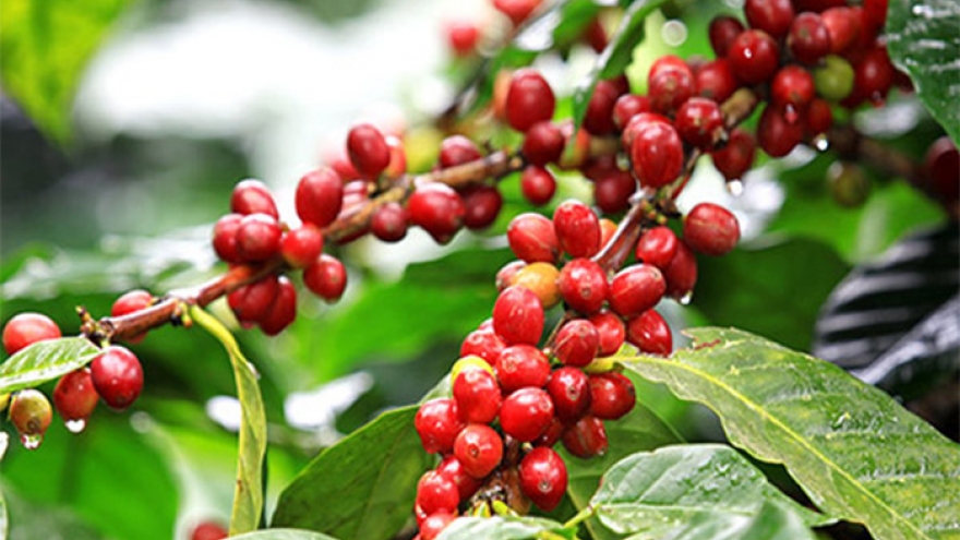 Giá cà phê hôm nay 25/6: Giá cà phê Robusta và Arabica tăng - giảm trái chiều