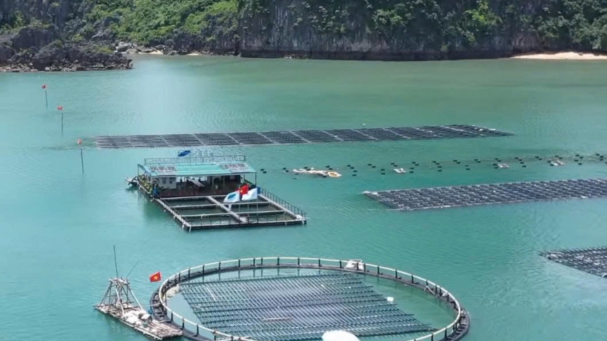 Quảng Ninh đẩy nhanh tiến độ giao biển nuôi trồng thuỷ sản