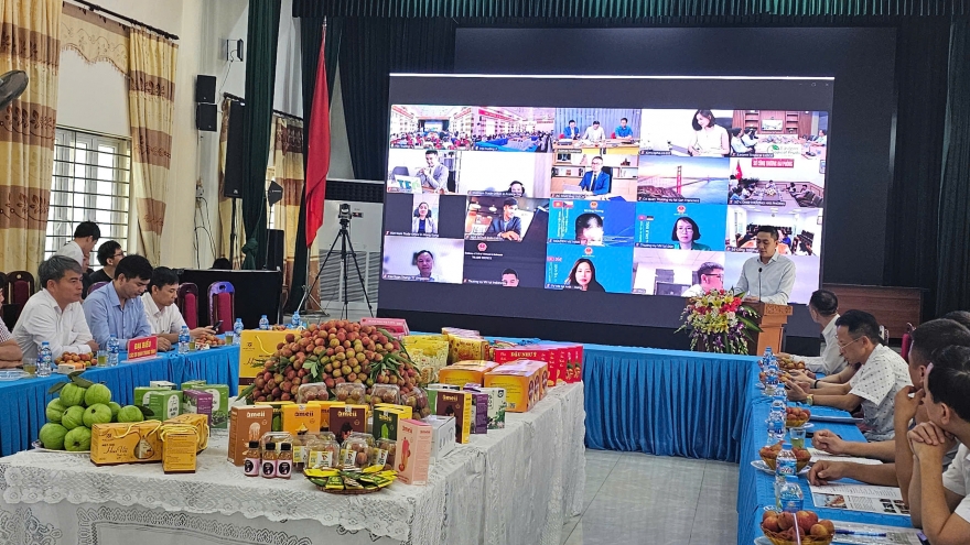 Xuất khẩu vải thiều Hải Dương: Hướng đến chất lượng và chuẩn quốc tế