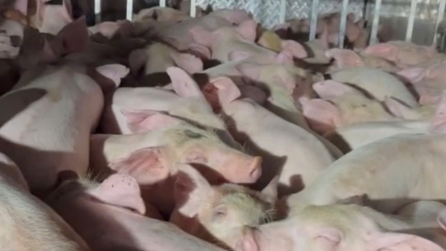 120 con heo ở Bạc Liêu không giấy tờ kiểm dịch dương tính với dịch tả Châu Phi