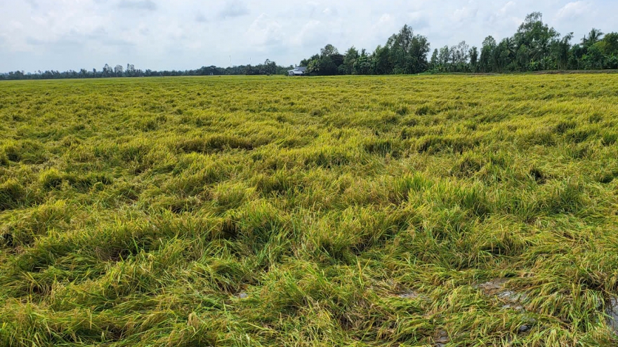 Giá lúa hè thu tại Hậu Giang tiếp tục giảm mạnh