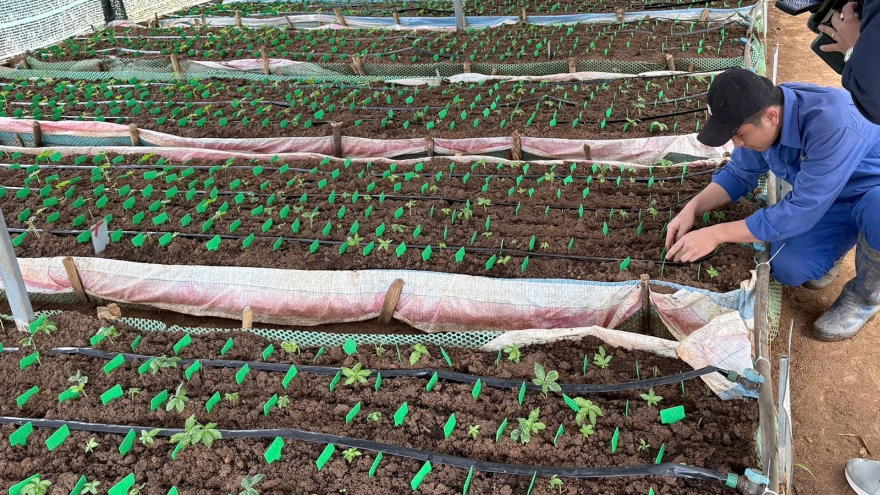 Tiếp tục làm rõ "thiếu sót" trong cấp mã số vùng trồng sâm Ngọc Linh ở Kon Tum