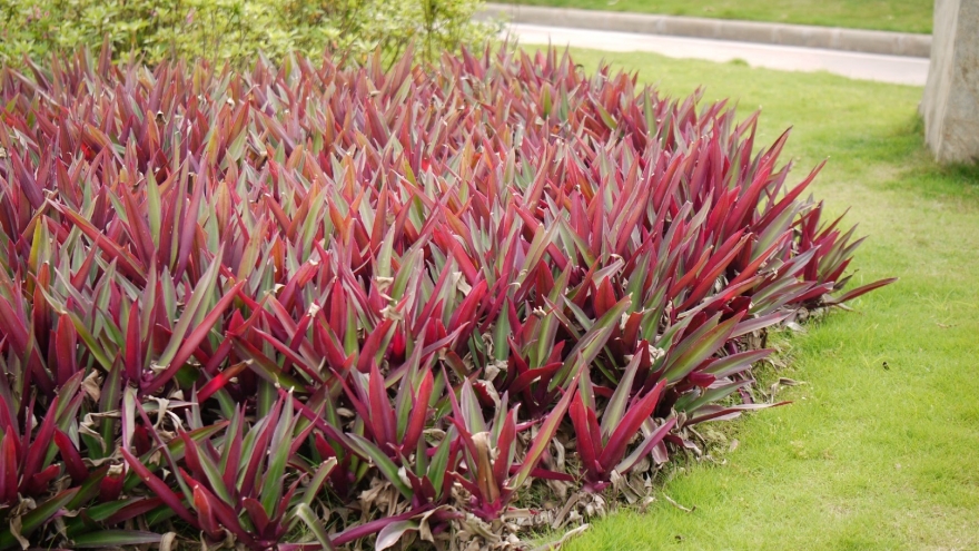 Loại cây vừa đẹp vừa là thuốc quý, nhiều người chỉ trồng làm cảnh mà không biết