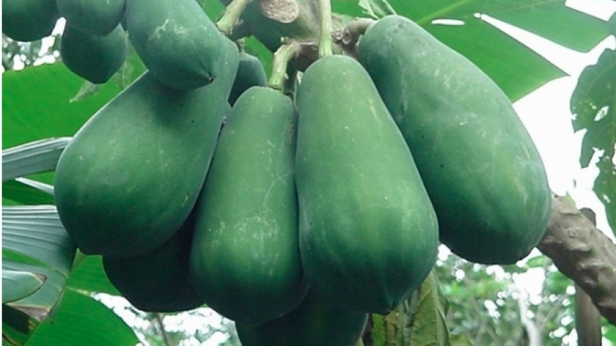 Đu đủ xanh có công dụng gì?