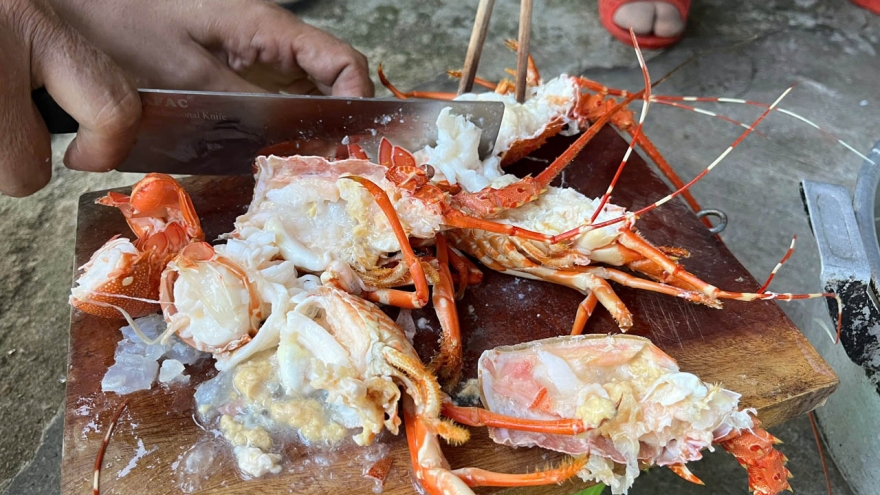 Phát hiện cơ sở bơm tạp chất vào tôm hùm chết để bán ra thị trường