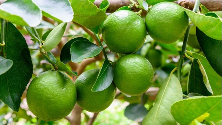 Giá chanh lao dốc, nông dân “khóc ròng” vì lỗ nặng