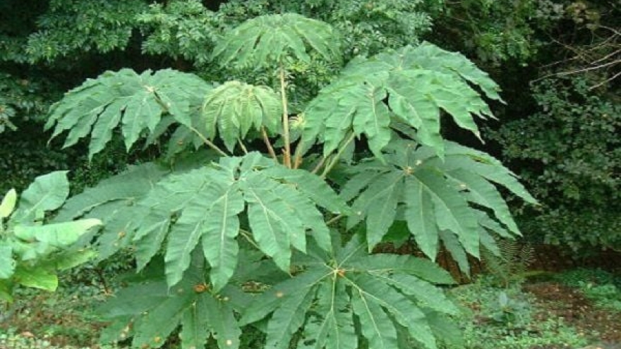 Tìm vị thuốc trên núi cao, bán giá “đắt như vàng”