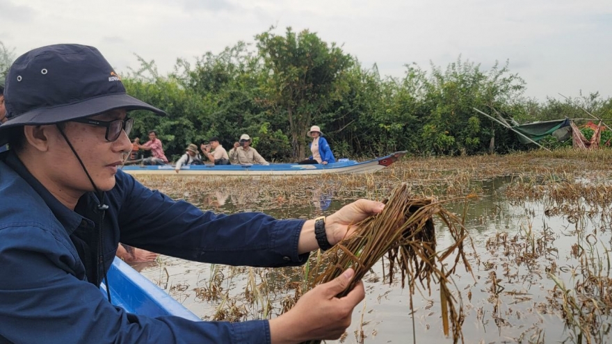 Hơn 2.000 ha trồng lúa tại Campuchia bị ảnh hưởng do mưa ngập