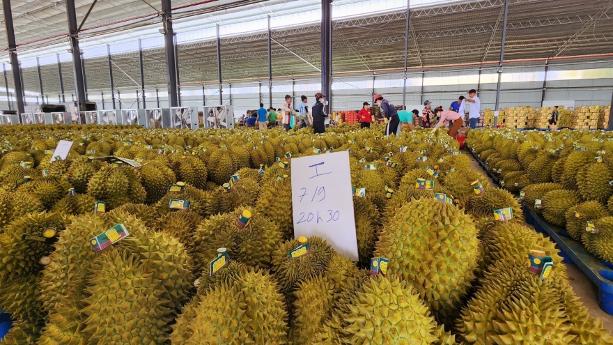 Đắk Lắk đẩy mạnh kiểm định chất lượng, giữ uy tín sầu riêng xuất khẩu