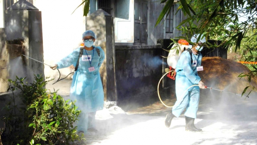 Huế khẩn cấp chống dịch liên cầu khuẩn lợn