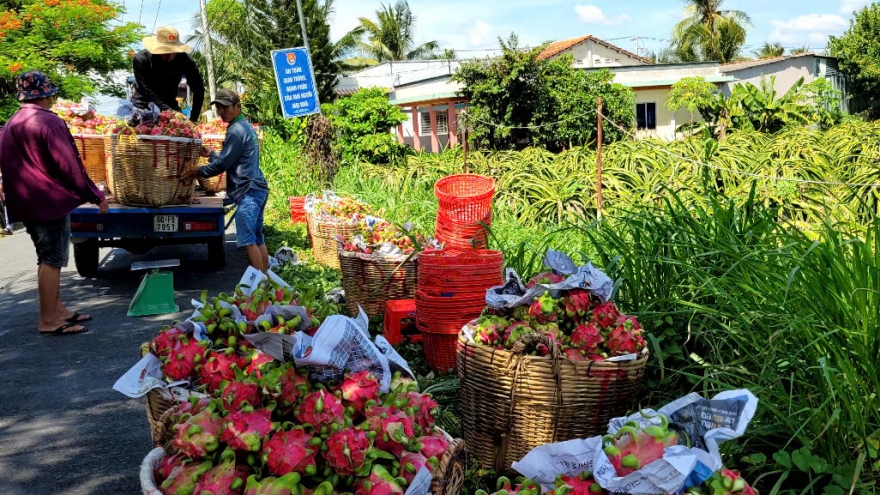 Trái thanh long giá chạm đáy, nhà vườn Đồng Tháp cắt bỏ trái non