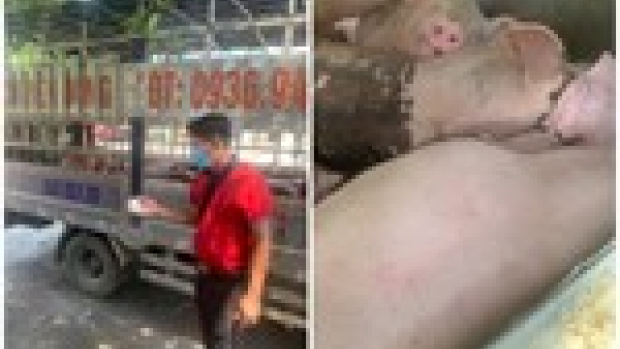 Phú Thọ ghi nhận 11 xã có dịch tả lợn Châu Phi, đã tiêu hủy hơn 34 tấn lợn bệnh