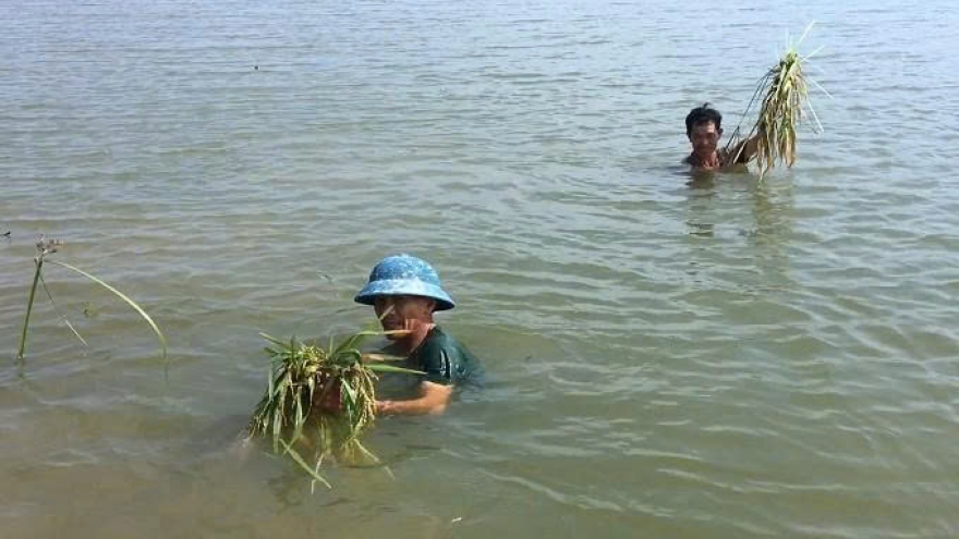 Thanh Hóa phát lệnh báo động lũ trên sông Yên