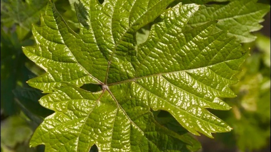 Loại lá được ví như “vị thuốc quý” cho sức khỏe, người Việt lại toàn ngó lơ