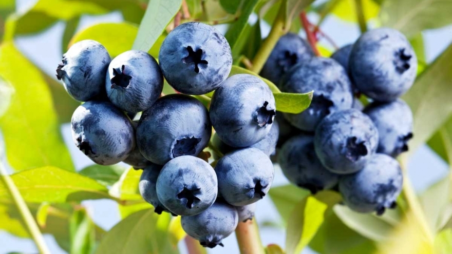 Loại quả được ví như "kim cương xanh", ăn vào bổ não lại tốt cho tim mạch