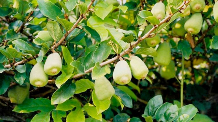 Vị thuốc quý giá bình dân ít ai biết từ loại quả dại mọc bờ rào