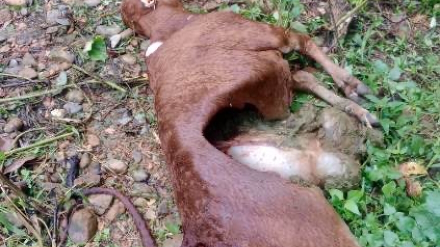 Sói hoang tấn công gia súc của người dân ở Điện Biên