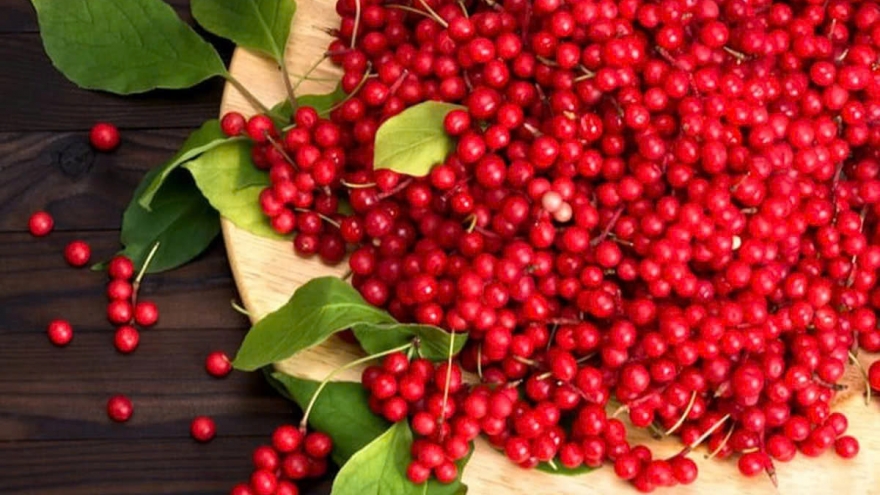 Quả dại trong rừng thành vị thuốc có giá trị cao trong y học