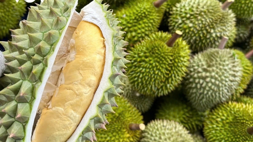 Lâm Đồng siết chặt quản lý chất lượng vùng trồng sầu riêng xuất khẩu