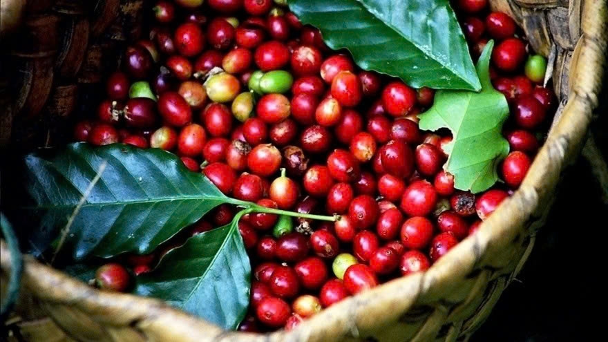 Giá cà phê hôm nay 6/8: Cà phê trong nước vượt mức 100.000 đồng/kg
