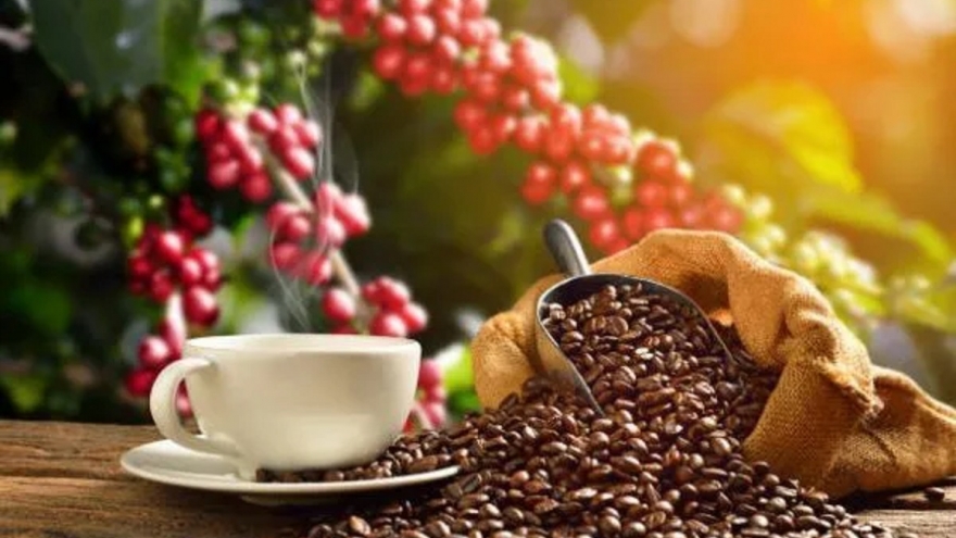 Giá cà phê hôm nay 4/8: Cà phê trong nước duy trì ở mức 99.500 đồng/kg